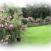 DSCN3002