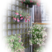 Fuchsia hoekje.