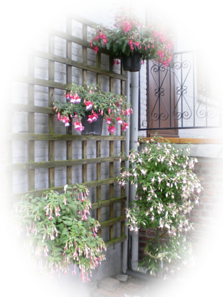 Fuchsia hoekje.