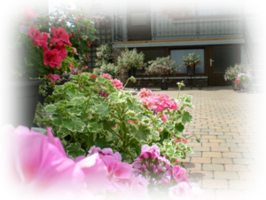 Geranium plaatsje.