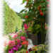 Abutilon.