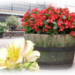 Begonia's.