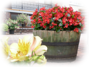 Begonia's.