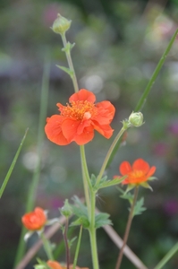 065