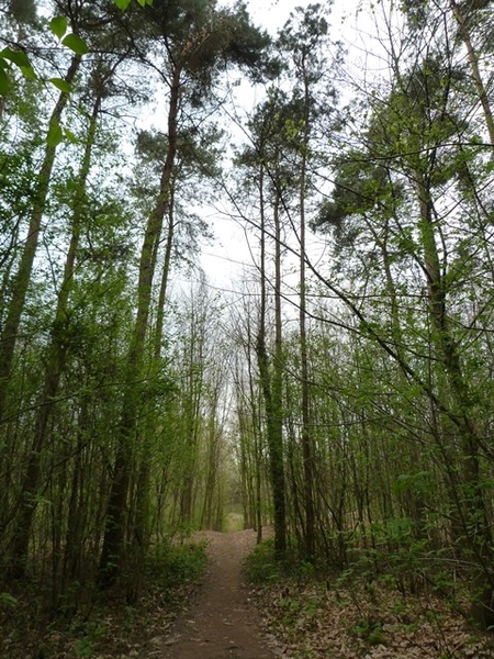 23-Het Kloesebos richting Gelrode