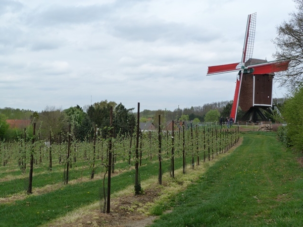 31-Moedermeulle gelegen op Hondsheuvel in Gelrode