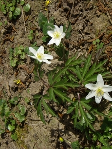 2014-04-02 KKT verkenning Vlaamse Ardennen_0066