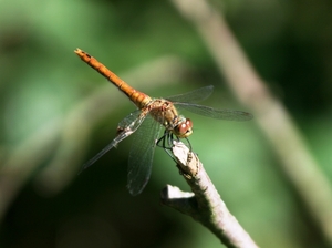 00670   Bruinrode heidelibel