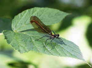 IMG_8339 Weidebeekjuffer ♀