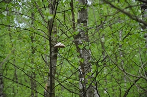 resized_DSC_0006