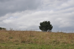 resized_DSC_0008