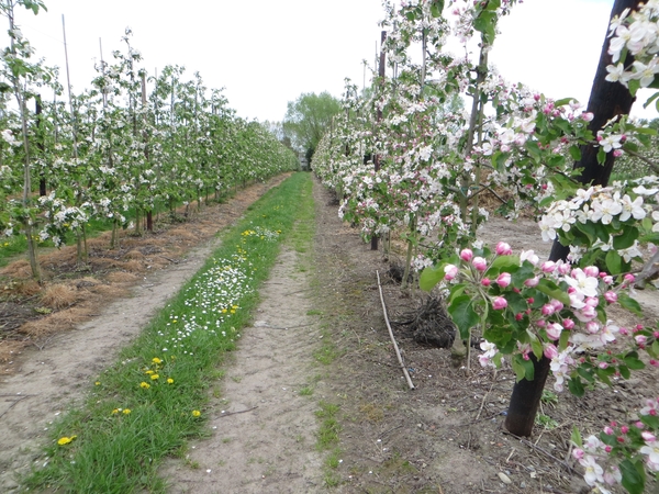 2014-04-15 Berlare 013