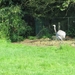 2014-04-16 Zottegem 011