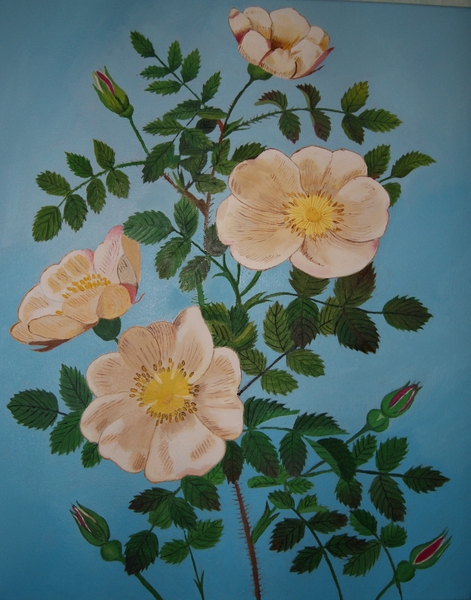 DSC00752-1