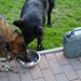 samen drinken