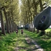 in die rare peren