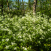 Wandeling naar Slachthuis  - 17 april 2014