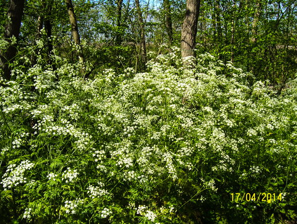 Wandeling naar Slachthuis  - 17 april 2014