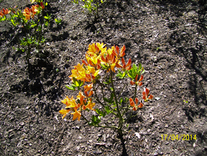 Wandeling naar Slachthuis  - 17 april 2014
