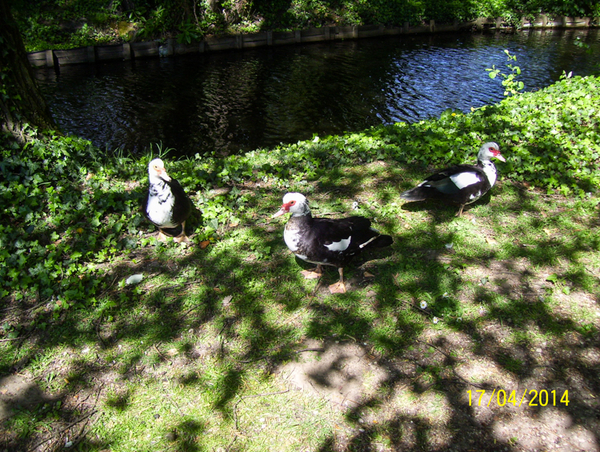 Wandeling naar Slachthuis  - 17 april 2014