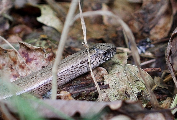 Hazelworm - Anguis fragilis IMG-1894