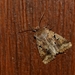 Nunvlinder - Orthosia gothica IMG_0262