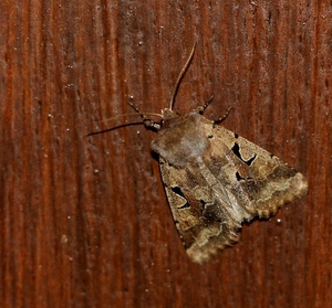 Nunvlinder - Orthosia gothica IMG_0262