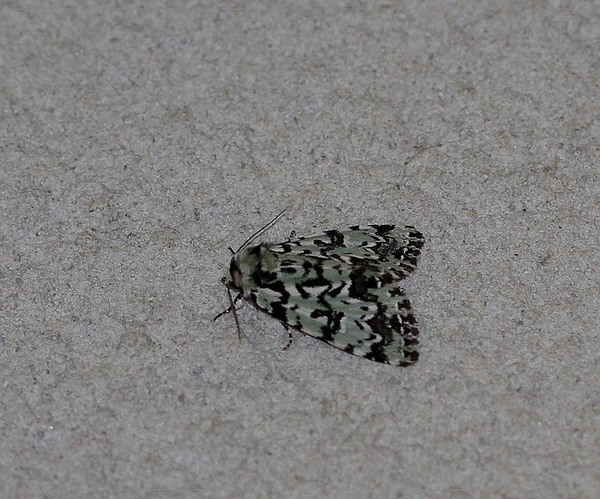 Gevlekte groenuil - Moma alpium IMG-0228