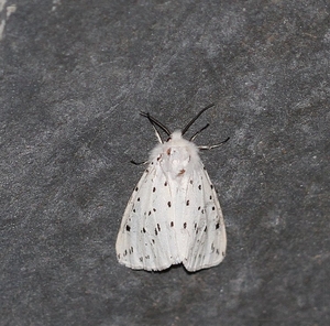 Witte tijger - Spilosoma lubricipeda IMG-0122