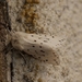 Witte tijger - Spilosoma lubricipeda IMG-0598