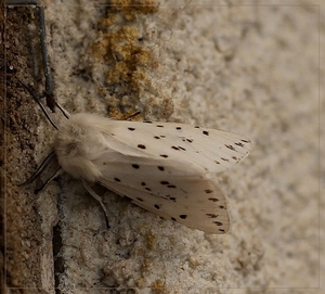 Witte tijger - Spilosoma lubricipeda IMG-0598