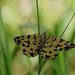 Boterbloempje - Pseudopanthera macularia IMG-1514