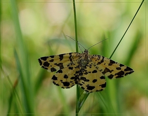 Boterbloempje - Pseudopanthera macularia IMG-1514