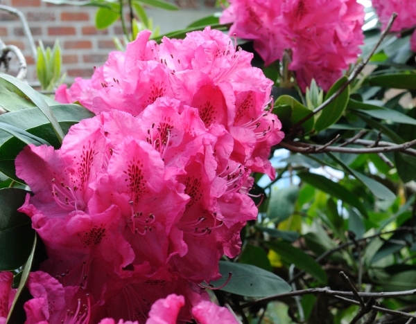 rododendrons