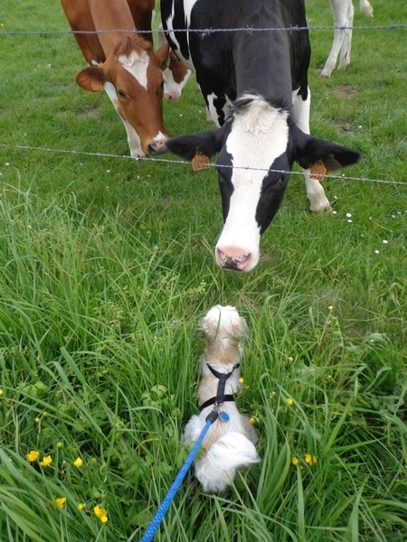 Suzy maakt kennis met mevrouw koe :)
