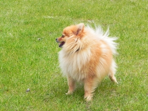 Raf met de haren in de wind