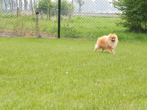 Raf, lekker rennen in de tuin