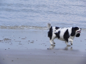 Ziva langs de waterlijn