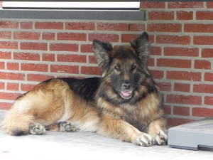 Bajka onder de tuintafel