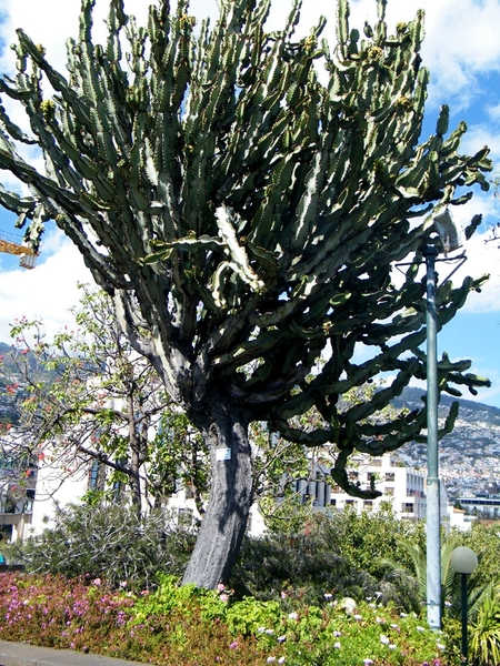 Madeira