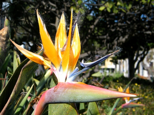 Madeira