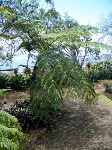 Madeira