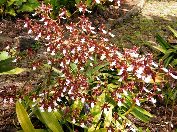 Madeira