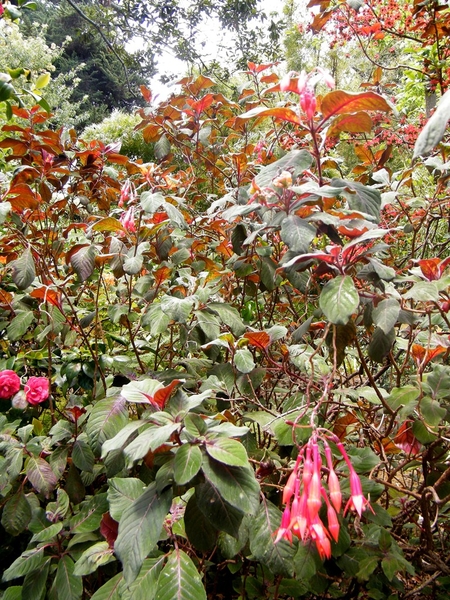 Madeira