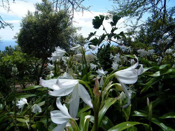 Madeira