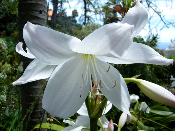 Madeira