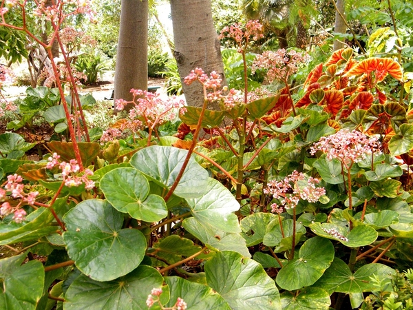 Madeira