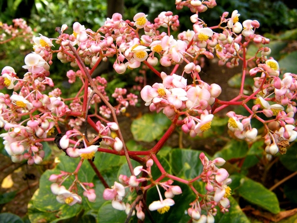 Madeira