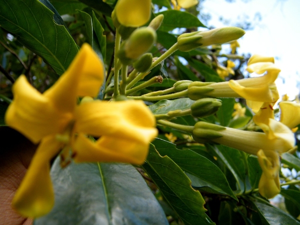 Madeira