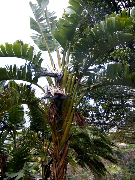 Madeira